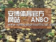 种植基地八(图1)