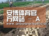 种植基地七(图1)